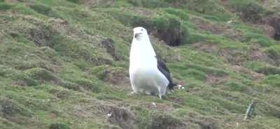 A seagull swallowing a rabbit whole on a Welsh Island