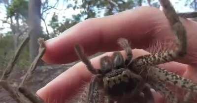 Adult female Beregama aurea (golden huntsman). Largest huntsman species in Australia.