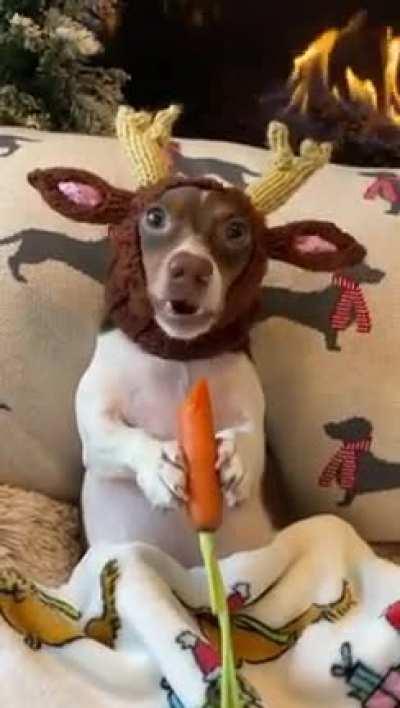 A dog in a hat eating a carrot. [OC]