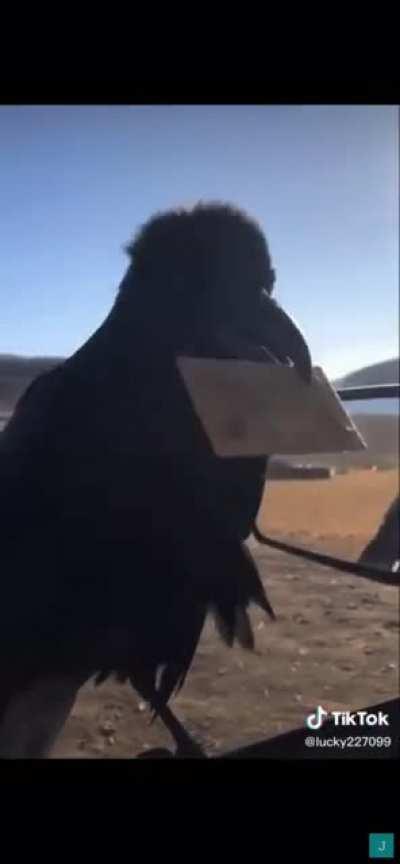 This Spanish speaking crow/raven deserves all the crackers