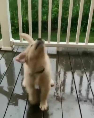 If you're feeling stressed about the election, please enjoy this pupper playing in the rain