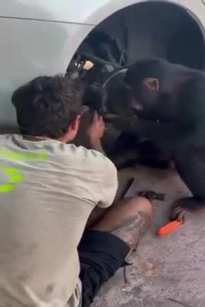 A man teaching a monkey how to change brake pads