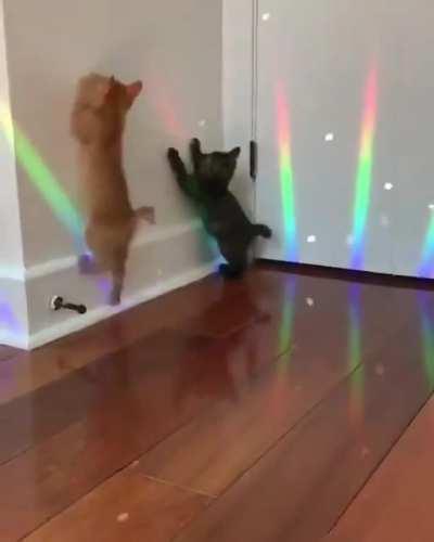 Caturday Night Fever