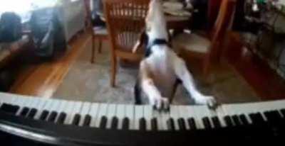 Dog found singing and playing the piano while owners aren't there, and he is so happy..