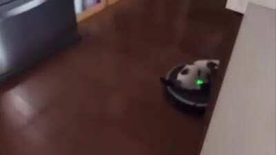 Kitten goes for a Magic Roomba Ride....