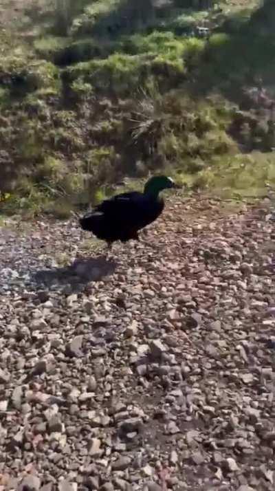 Duck chases dad... mom's dying. 