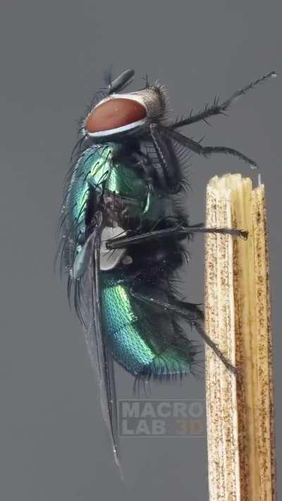 The common green bottle fly (Lucilia sericata)