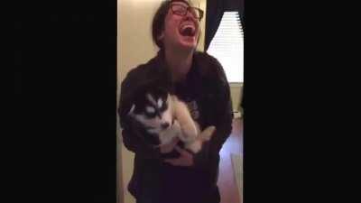 Huskie puppy doesn’t quite get the howling thing