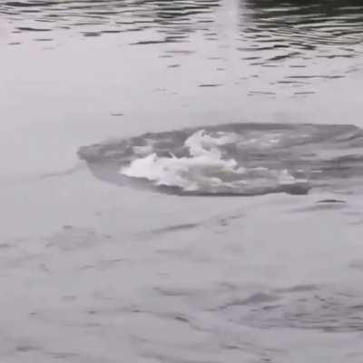 🔥 a young lion narrowly escapes becoming a crocodiles next meal 🔥