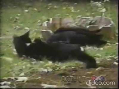 Crow feeds and befriends stray kitten