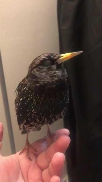 a bird imitating a human voice