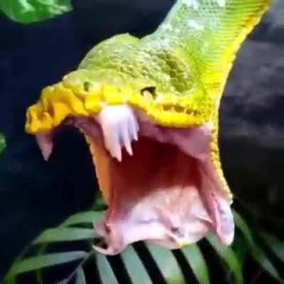 🔥 Emerald Tree Boa doing a yawn : awwwtf