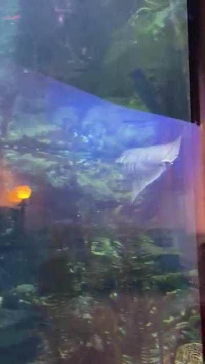 Ray zoomies at Shedd Aquarium!