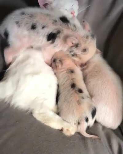 My piglets and kitten love to nap together