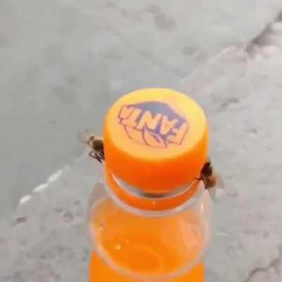 Two bees opening a bottle of soda