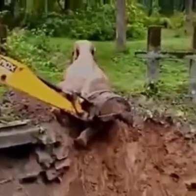 A village in India Rescue Elephant Using Excavator…. and It Wave Back to Thanks