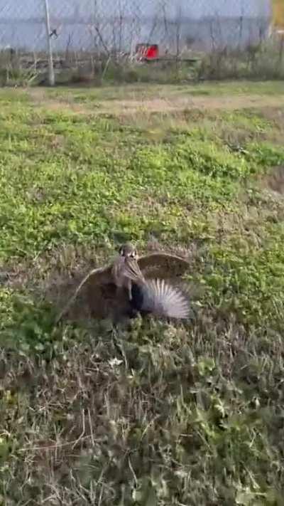 The Chad American falcon vs the beta Euroscrub Starling