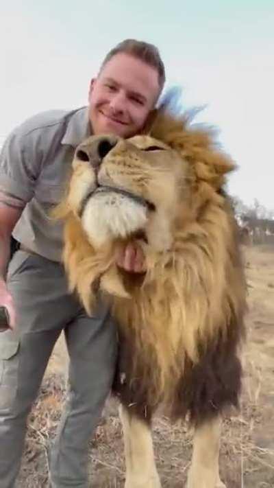 He is the most wholesome lion on Reddit