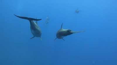 Dolphins at Socorro Island this summer