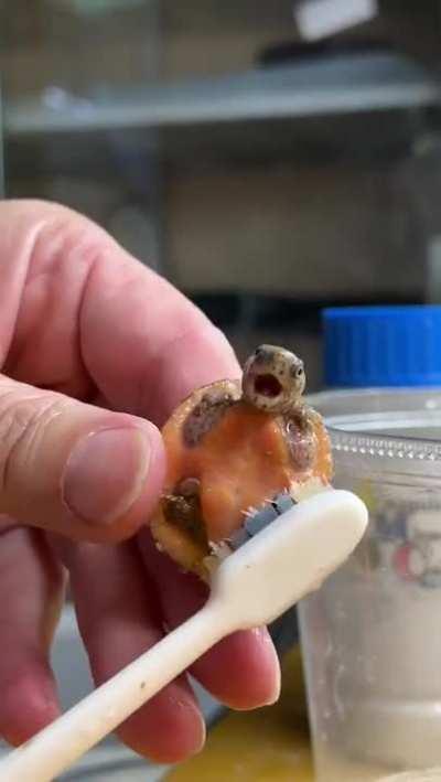 Tiny turtle getting cleaned