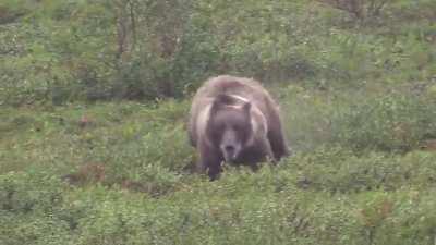 Bear Zoomies