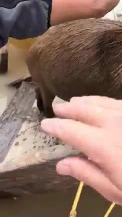 Saludando a las visitas luego de un refrescante chapuzón