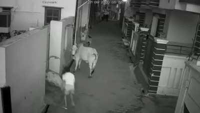 Woman and Kid Get Thrown By Cow in Street