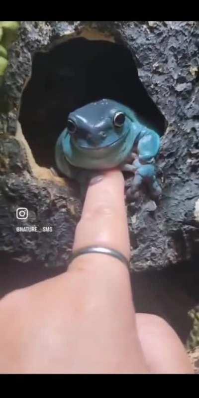 tree frog kindly greets human