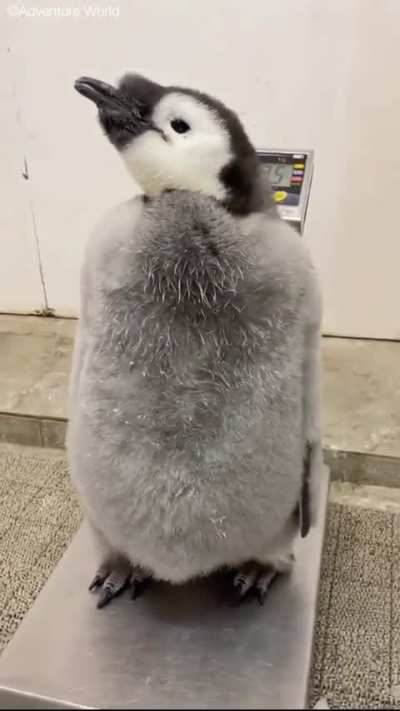 of a absolute unit of a baby penguin