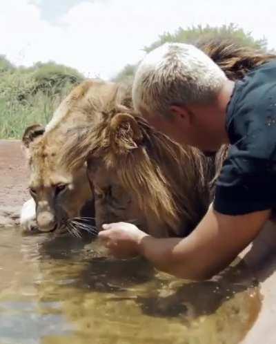 Man sees his lion pride again after 2.5 weeks