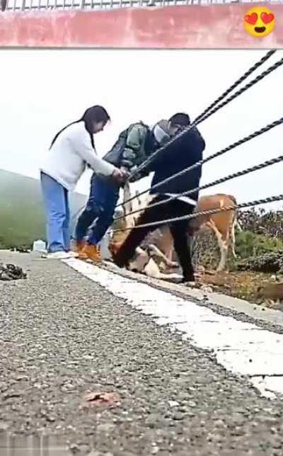 Kind People Free A Calf Stuck In A Guardrail