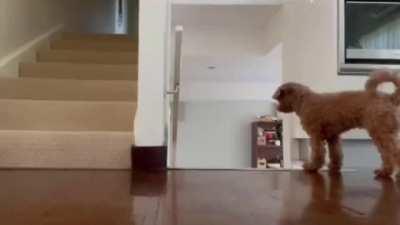 This smart pup likes to scare her owner