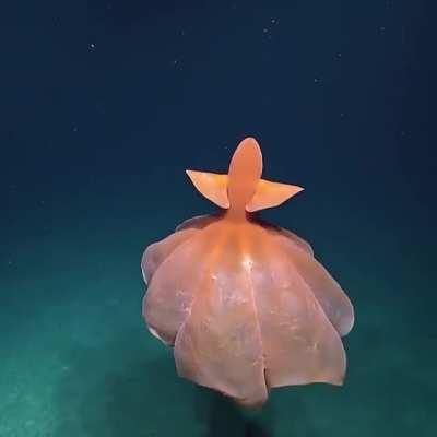 Down at 1,600 meters, this glorious Octopus billows its arms dancing like a ballerina around Baker Island in the Pacific Remote Islands Marine National Monument. 🐙