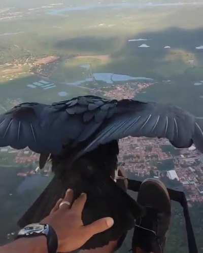 Paragliding with a Black Vulture