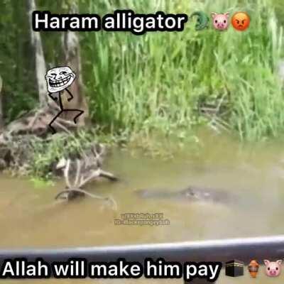 Haram alligator 😡😡😡