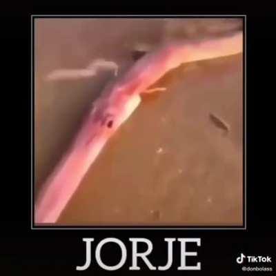 jorge