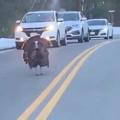 Turkey stopped traffic to let the other turkeys cross the road.