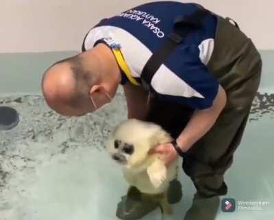 Cute baby seal is introduced to water for the first time