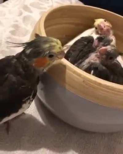 Cockatiel plays peekaboo with her chicks