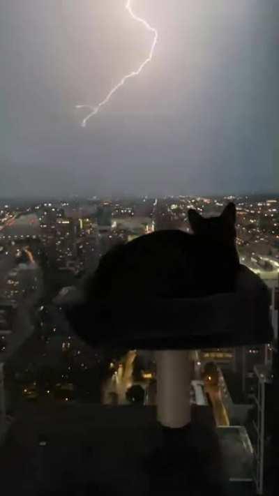 My cat watching the summer storm