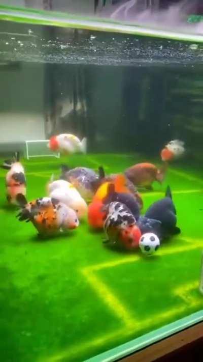 Fish soccer should be a sport caw caw