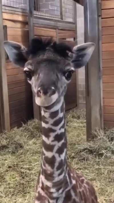 Seltenes Giraffen-Mlem