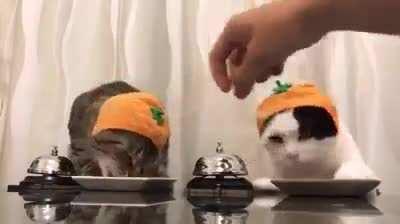 Cat eating contest.