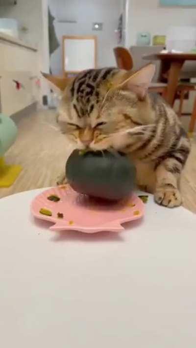 I did not know cats eat pumpkins.