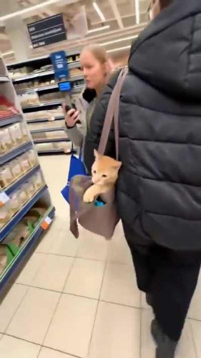 Cat says: I want to stay in my bag, don't play with me