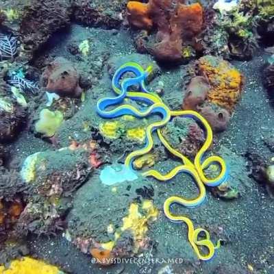 🔥 Pair of ribbon eels 🔥