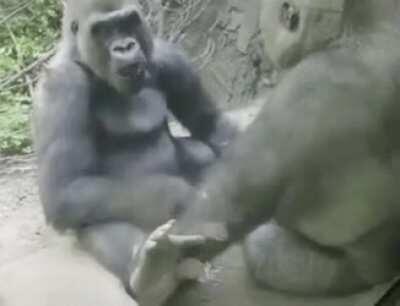 Gorilla pranking his friend