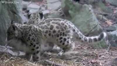 Snow leopard cub loves to play with mom's tail ♡