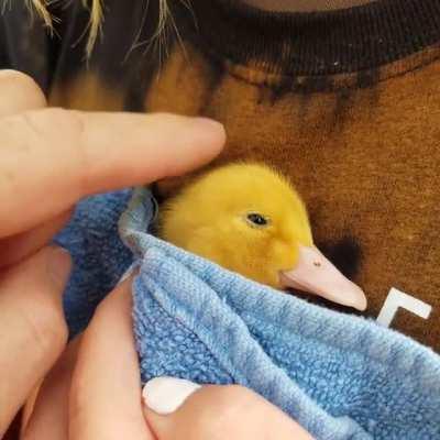 My parents got a precious baby duck. Thought you guys would appreciate it!