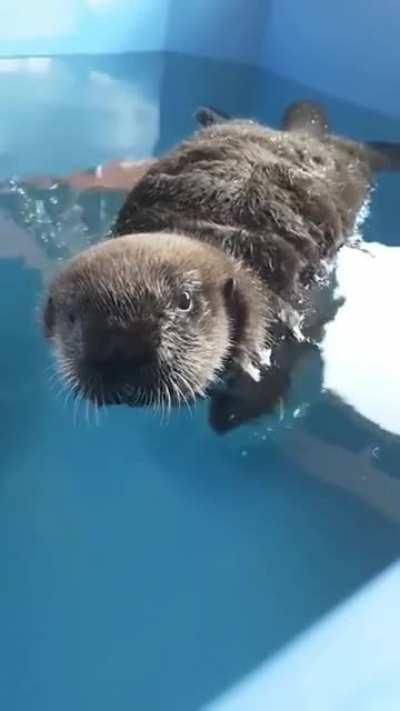 Baby sea otter Joey in his 